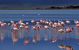 Flamingos in Lake Magadi, Ngorongoro Conservation Area, Tanzania, Africa
